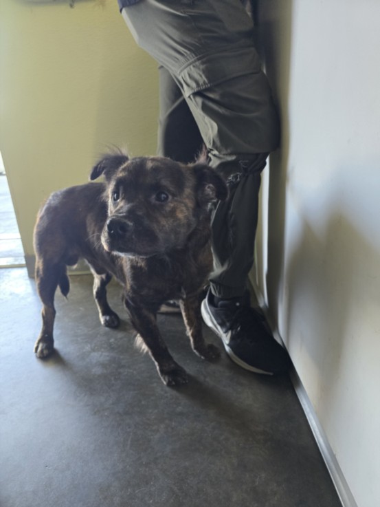 Shelter Stray Male Dog last seen , 1850 W 60th St, Los Angeles, CA 90047, USA