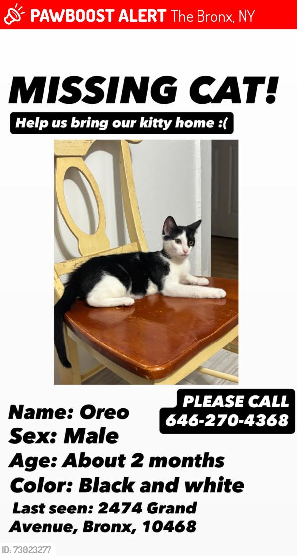 Lost Male Cat last seen Near Grand Ave , The Bronx, NY 10468
