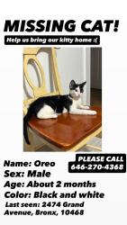 Lost Male Cat last seen Near Grand Ave , The Bronx, NY 10468