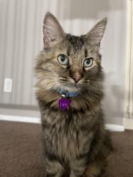Lost Female Cat last seen Merced Ave, Ramona Blvd, Kenmore Ave, Frazier St, Illinois St, Baldwin Park, CA 91706