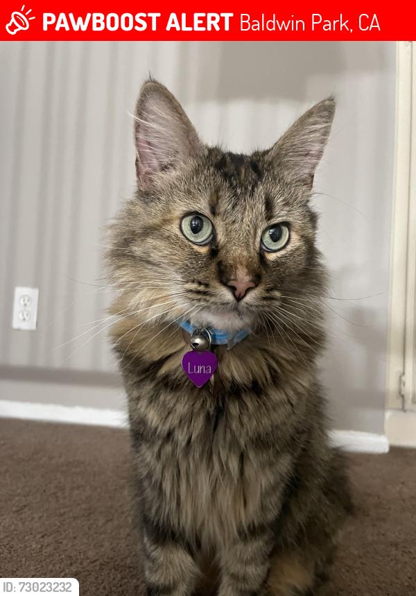 Lost Female Cat last seen Merced Ave, Ramona Blvd, Kenmore Ave, Frazier St, Illinois St, Baldwin Park, CA 91706