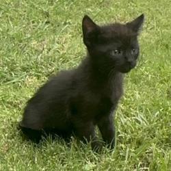 Shelter Stray Female Cat last seen , 4710 TX-151, San Antonio, TX 78227, USA