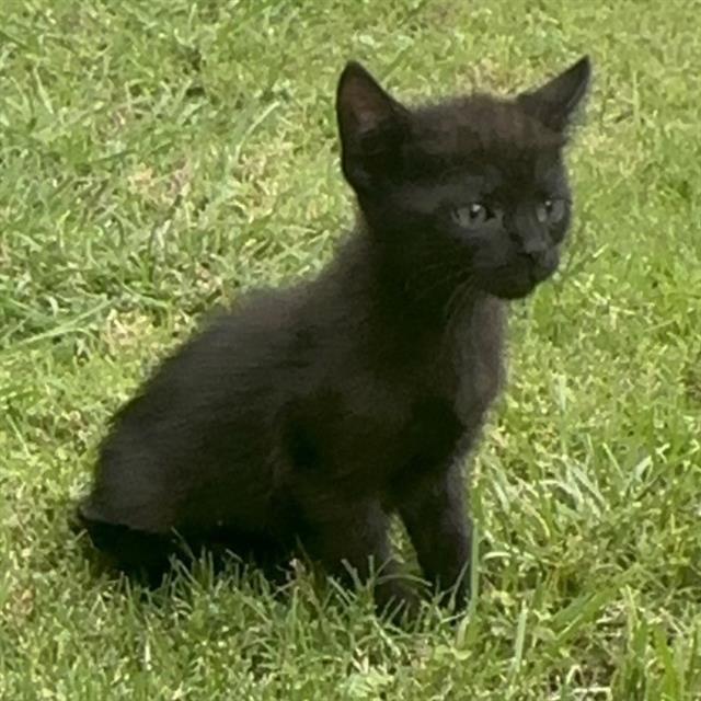 Shelter Stray Female Cat last seen , 4710 TX-151, San Antonio, TX 78227, USA