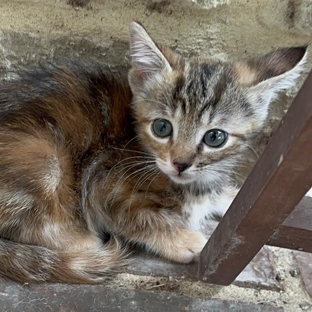Shelter Stray Female Cat last seen , 4710 TX-151, San Antonio, TX 78227, USA