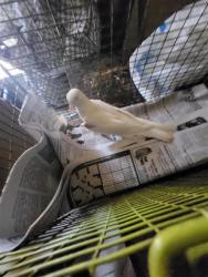 Shelter Stray Female Bird last seen Near BLOCK PRICE, 4710 TX-151, San Antonio, TX 78227, USA