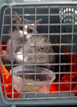 Shelter Stray Female Cat last seen 7TH AVE/CABRILLO, 1419 Bryant St, San Francisco, CA 94103, USA
