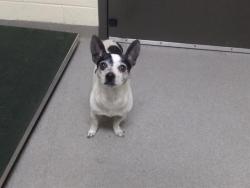 Shelter Stray Male Dog last seen Near BLOCK N MADISON ST, DENVER CO 80205, 1241 W Bayaud Ave, Denver, CO 80223, USA