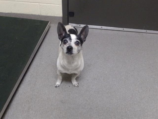 Shelter Stray Male Dog last seen Near BLOCK N MADISON ST, DENVER CO 80205, 1241 W Bayaud Ave, Denver, CO 80223, USA