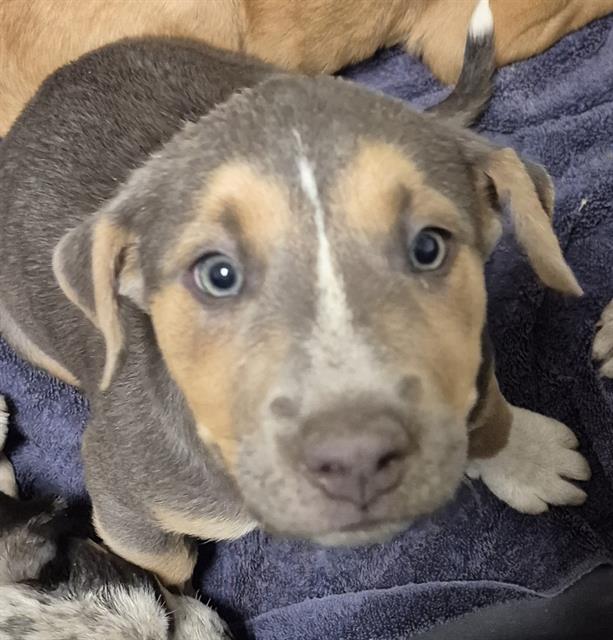 Shelter Stray Female Dog last seen Near BLOCK OGDEN ST, BAKERSFIELD CA 93305, 3951 Fruitvale Ave, Bakersfield, CA 93308, USA