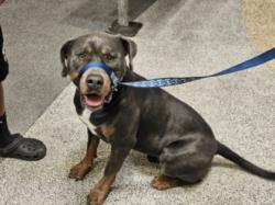 Shelter Stray Male Dog last seen , 3201 Lacy St, Los Angeles, CA 90031, USA
