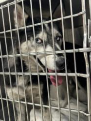 Shelter Stray Female Dog last seen , 3201 Lacy St, Los Angeles, CA 90031, USA