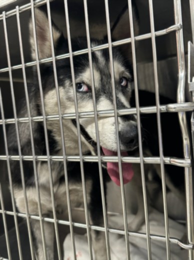 Shelter Stray Female Dog last seen , 3201 Lacy St, Los Angeles, CA 90031, USA