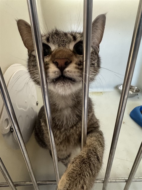 Shelter Stray Female Cat last seen RENCH RD  BAKERSFIELD, 201 S Mt Vernon Ave, Bakersfield, CA 93307, USA