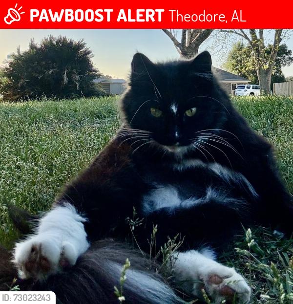 Lost Female Cat last seen Serenity Gardens Rd at Old Pascagoula Rd, Theodore, AL 36582