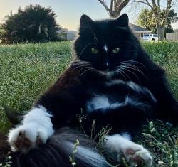 Lost Female Cat last seen Serenity Gardens Rd at Old Pascagoula Rd, Theodore, AL 36582