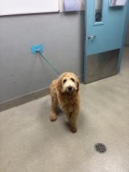 Shelter Stray Male Dog last seen Near BLK OF CALIPER DR, 655 N Mojave Rd, Las Vegas, NV 89101, USA