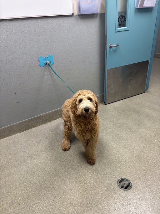 Shelter Stray Male Dog last seen Near BLK OF CALIPER DR, 655 N Mojave Rd, Las Vegas, NV 89101, USA
