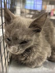 Shelter Stray Female Cat last seen Near BLOCK E PATRICK LN, LAS VEGAS NV 89120, 655 N Mojave Rd, Las Vegas, NV 89101, USA