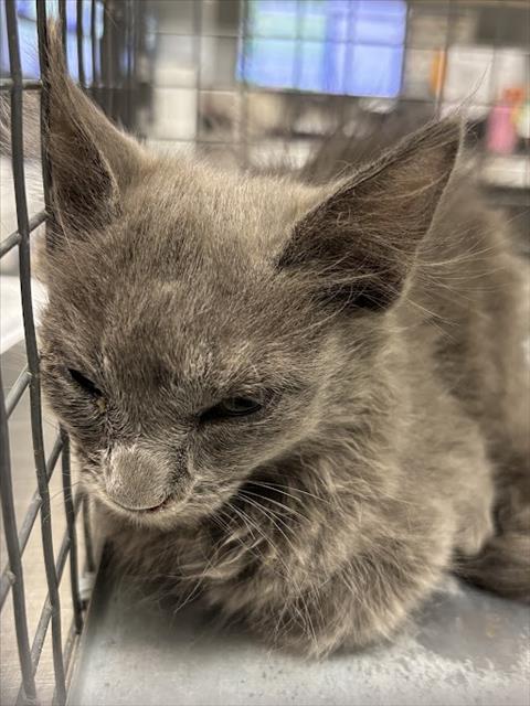 Shelter Stray Female Cat last seen Near BLOCK E PATRICK LN, LAS VEGAS NV 89120, 655 N Mojave Rd, Las Vegas, NV 89101, USA