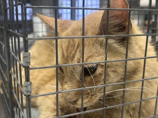Shelter Stray Male Cat last seen Near BLOCK W HARMON AVE, LAS VEGAS NV 89103, 655 N Mojave Rd, Las Vegas, NV 89101, USA