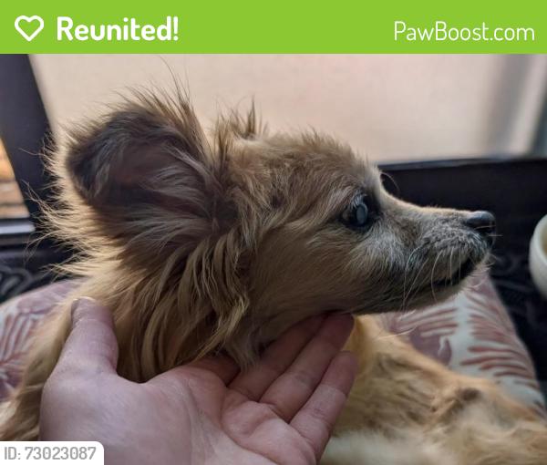 Reunited Male Dog last seen Fourth plain near St John’s , Vancouver, WA 98661