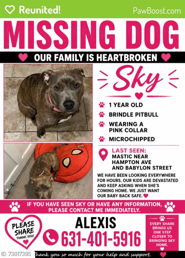 Reunited Female Dog last seen Hampton Ave and Babylon, Mastic, NY 11950