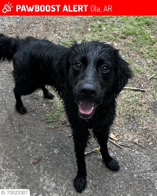 Lost Male Dog last seen Ola Ar, Ola, AR 72853