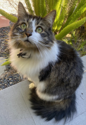 Lost Male Cat last seen Near Street & Isis Ave. Hollyglen, Hawthorne, California, Hawthorne, CA 90250