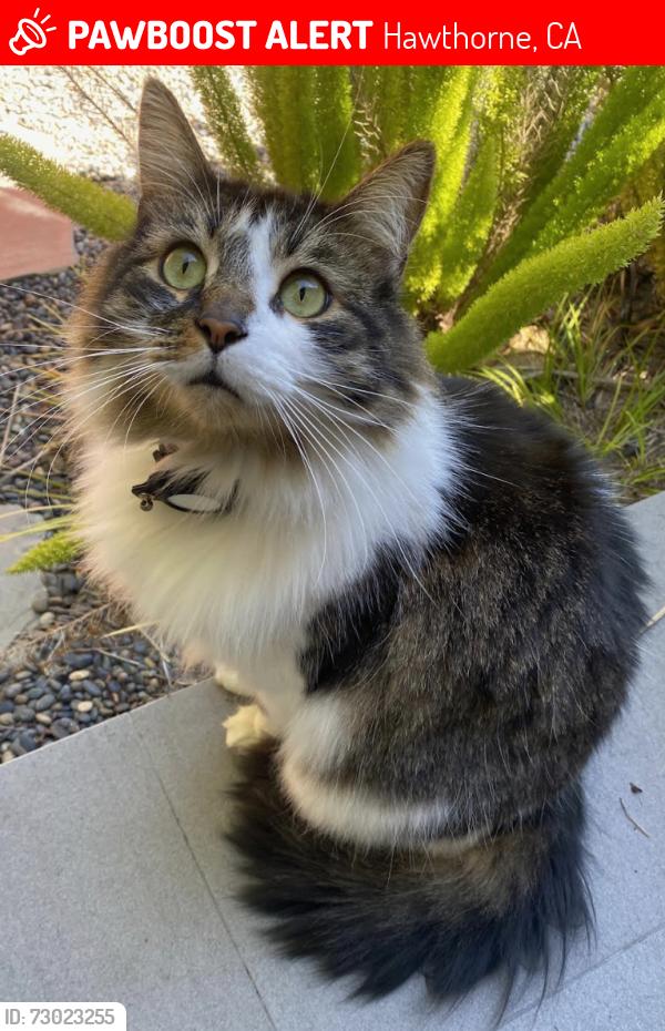 Lost Male Cat last seen Near Street & Isis Ave. Hollyglen, Hawthorne, California, Hawthorne, CA 90250