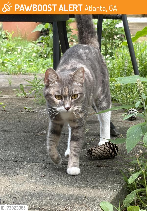 Found/Stray Female Cat last seen Toco hills shopping center, Atlanta, GA 30329
