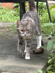 Found/Stray Female Cat last seen Toco hills shopping center, Atlanta, GA 30329