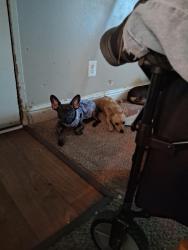 Lost Female Dog last seen Montclair and la Miranda dr, Bakersfield, CA 93309