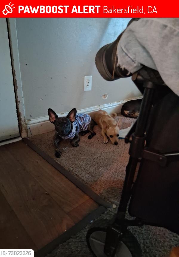 Lost Female Dog last seen Montclair and la Miranda dr, Bakersfield, CA 93309