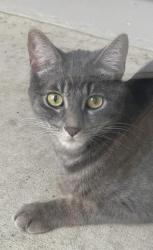 Found/Stray Unknown Cat last seen Pointe Court Southwest s, Rochester, MN 55902