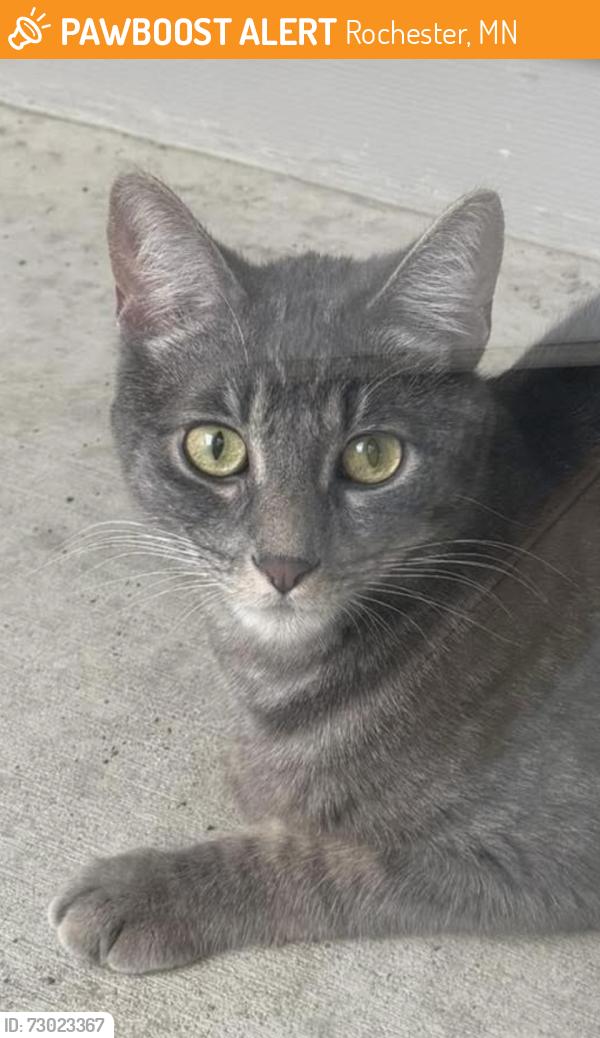 Found/Stray Unknown Cat last seen Pointe Court Southwest s, Rochester, MN 55902