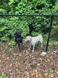 Found/Stray Unknown Dog last seen roaming around Tapestry Park, Birmingham, AL 35213