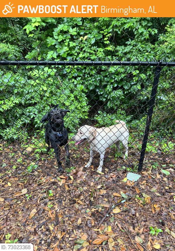 Found/Stray Unknown Dog last seen roaming around Tapestry Park, Birmingham, AL 35213