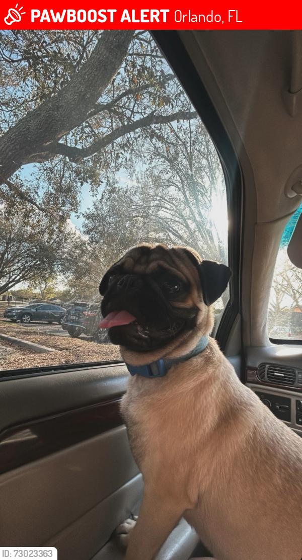 Lost Male Dog last seen Near fordham court Orlando Florida , Orlando, FL 32807