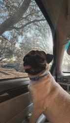 Lost Male Dog last seen Near fordham court Orlando Florida , Orlando, FL 32807