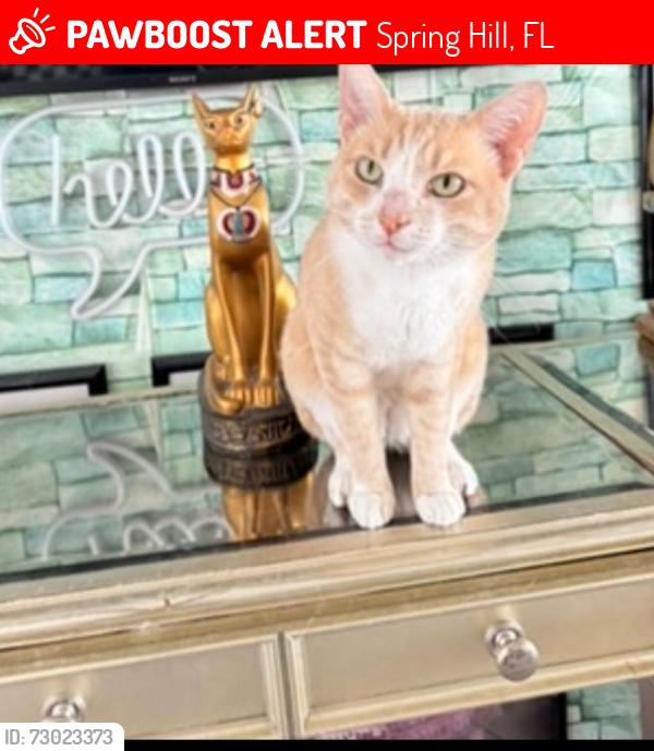 Lost Male Cat last seen Spring Hill drive, Spring Hill, FL 34606