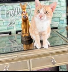Lost Male Cat last seen Spring Hill drive, Spring Hill, FL 34606