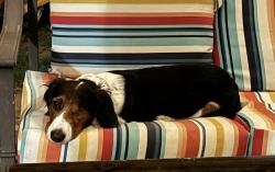 Reunited Female Dog last seen 95th Street and Lamar, Overland Park, KS 66212
