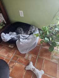 Reunited Female Dog last seen Avelar Ridge, Riverview, FL 33578