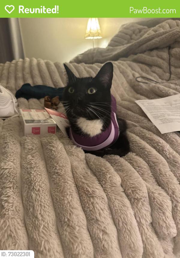 Reunited Male Cat last seen 30th street ne and grade road, Lake Stevens, WA 98258