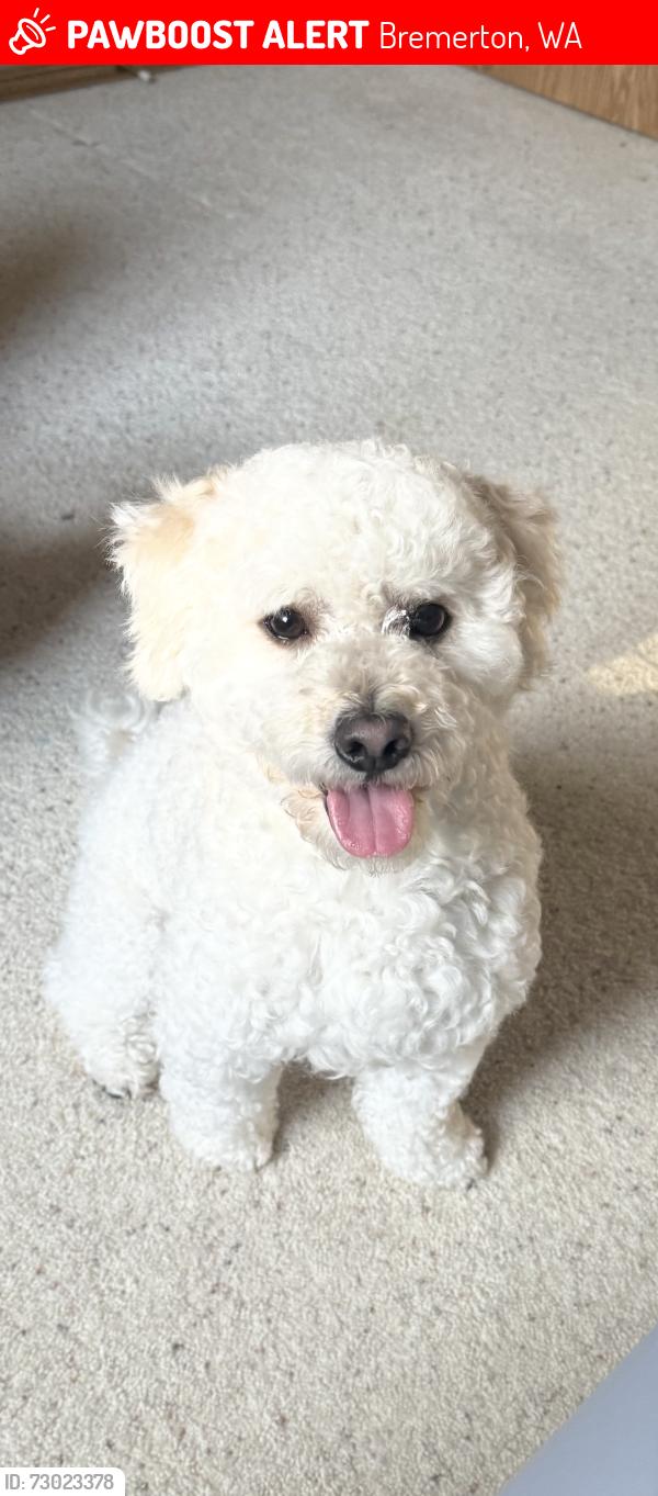 Lost Male Dog last seen Pine Road NE, Bremerton, WA 98311
