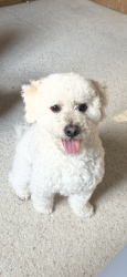 Lost Male Dog last seen Pine Road NE, Bremerton, WA 98311