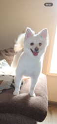 Lost Female Dog last seen Rd 48 and ave 230, Tulare, CA 93274
