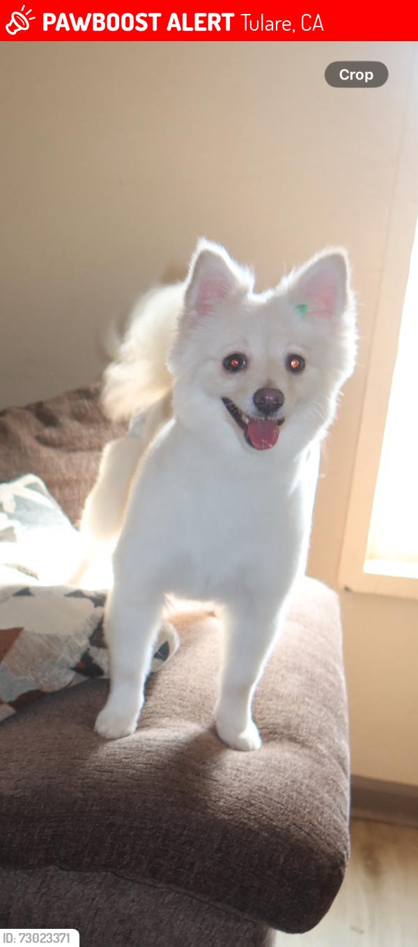 Lost Female Dog last seen Rd 48 and ave 230, Tulare, CA 93274