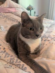 Lost Female Cat last seen Boxelder Drive and Bushveld Lane, Raleigh, NC 27613