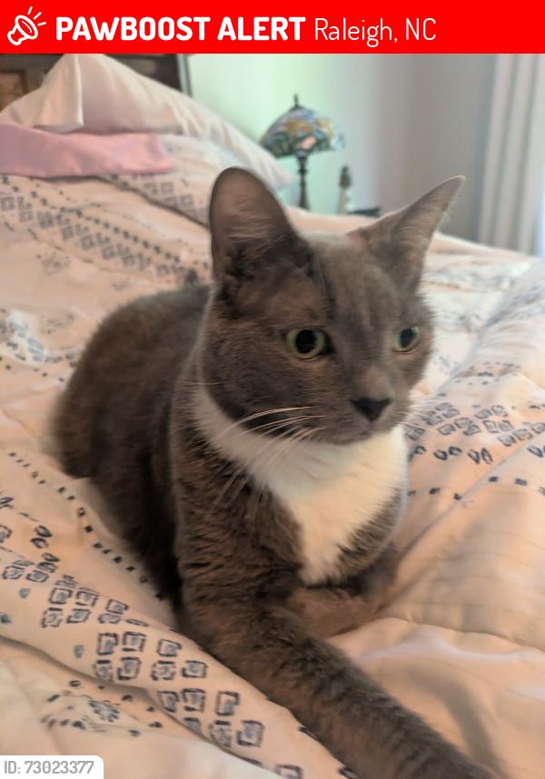 Lost Female Cat last seen Boxelder Drive and Bushveld Lane, Raleigh, NC 27613